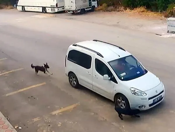 Antalya’da köpekleri bilerek ezen o sürücü yakalandı