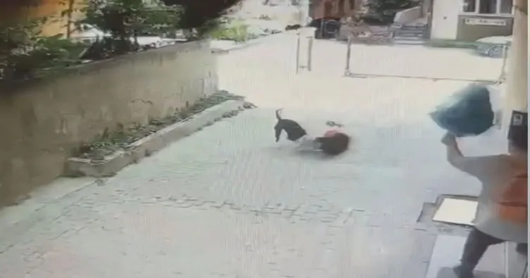 SON DAKİKA... İstanbul’da tasmasız pitbull 7 yaşındaki Ahmet’e kabusu yaşattı! Korkunç iddia: Meğer 1 ay önce de…