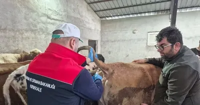 Kırıkkale'de şap aşısı çalışmaları devam ediyor #kirikkale