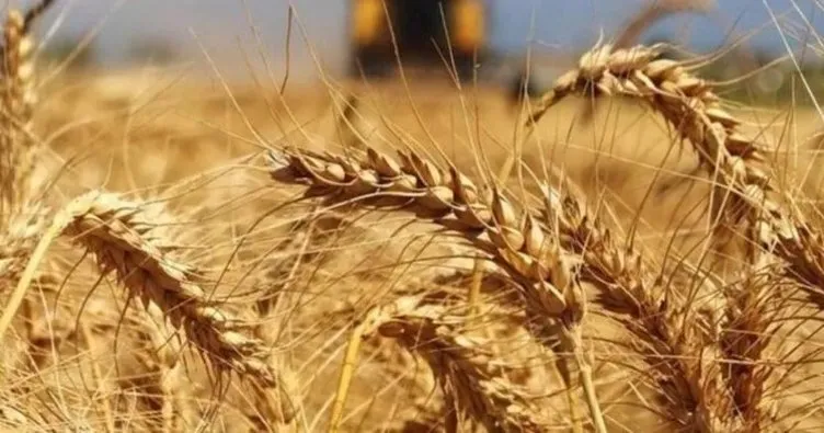 Bakanlıktan ’Türkiye Hindistan’dan buğday ithal ediyor’ iddiasına yalanlama