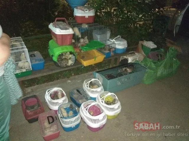 Rahatsız olan komşular eve baskın yaptı! Rus kadın yüzlerce fareyle...