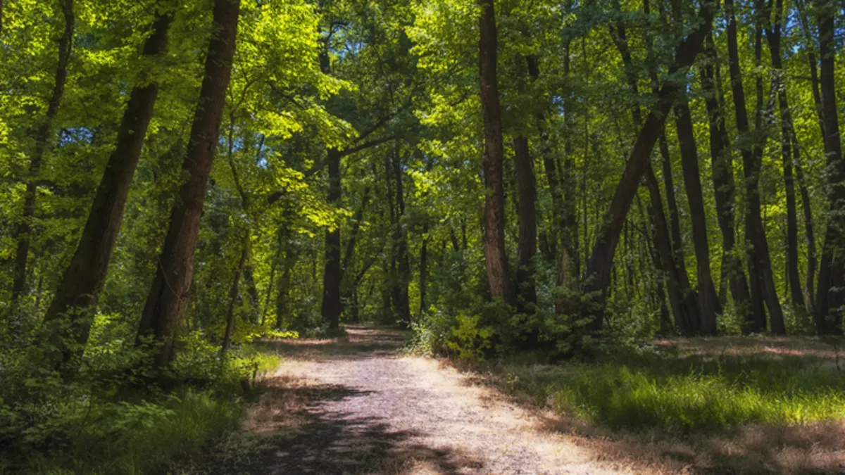Antarktika’da şok keşif: Buzun altından yağmur ormanı çıktı!