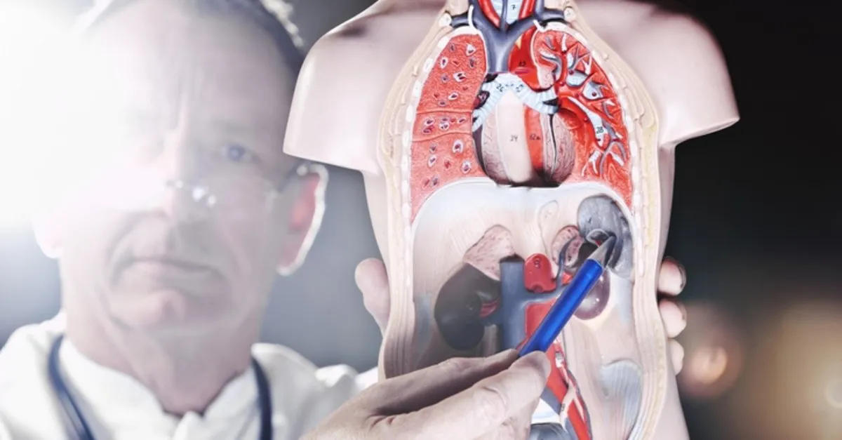 Dalak Buyumesinin Nedenler Dalak Buyumesi Nasil Tedavi Edilir Saglik Haberleri