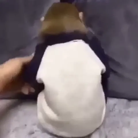 Küsen maymunu ikna edemedi