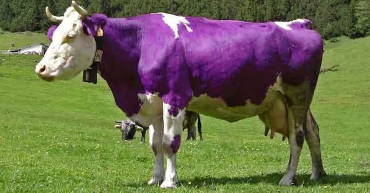 son dakika haberi sistemkoin skandalinin arkasinda o isim mi var binlerce kisiyi dolandirdigi ortaya cikmisti son dakika haberler