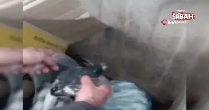 Canlı güvercinleri poşete koyup çöpe atmışlar | Video