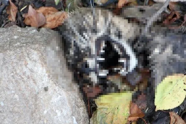 Edirne’de yıkılmış evin bahçesinde 15 ölü kedi bulundu! Ekipler harekete geçti: Soruşturma başlatıldı
