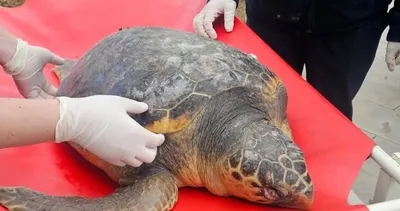 Tekirdağ’da caretta caretta alarmı: Ölüm nedeni araştırılıyor #tekirdag