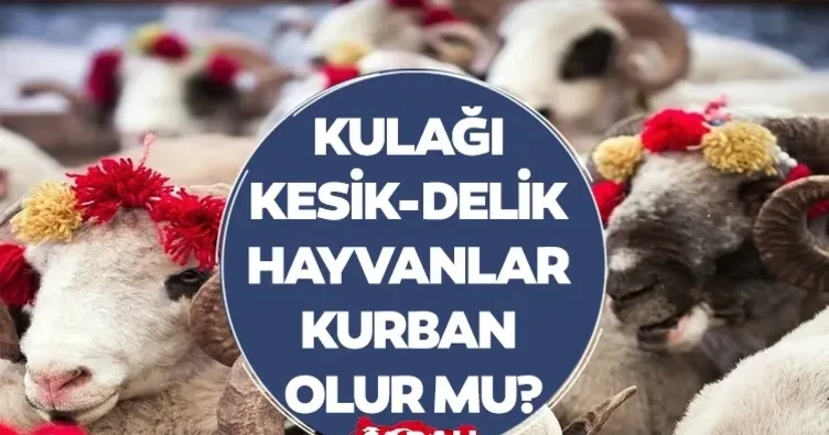 Kulağı kesik veya delinmiş hayvanlar kurban olur mu? Diyanet açıkladı!