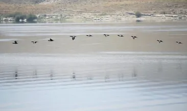 Kuş cennetinde fotoğraf avı