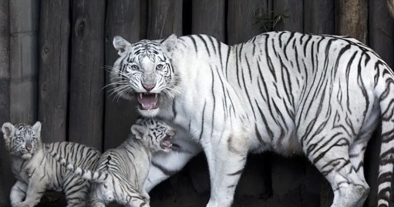 dort bengal kaplan yavrusu gorucuye
