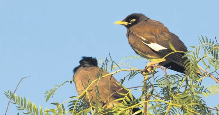 Elveda telli turnam merhaba Aladoğan
