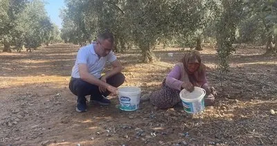 Kaymakam Ertaş, zeytin hasadına katıldı