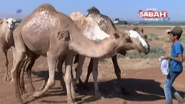 Şanlıurfa’da yetiştirilen kurbanlık develer alıcılarını bekliyor