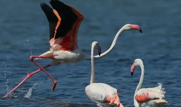 Önlemler alınmayınca flamingolar, tilkilere yem oldu