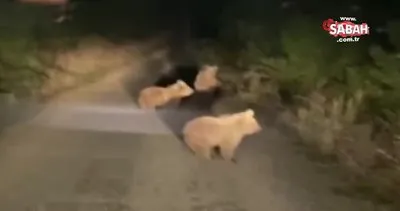 Erzincan’da yola çıkan yavru ayılar böyle görüntülendi | Video