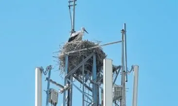 Leylek yuvasında ‘baz’ tehlikesi