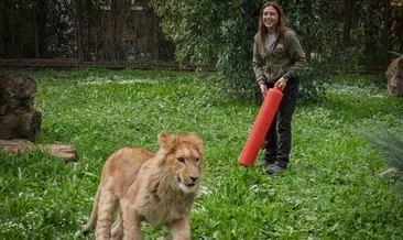 İzmir'de aslan alarmı: Aylarca kedi maması ile beslemişler! #izmir