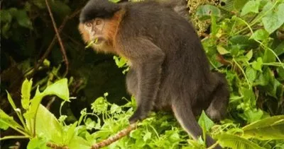 Dünya bu gizemli maymunu arıyor! Türünün tek örneği; bir nedenden dolayı bilim dünyasını şoka uğrattı