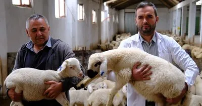 Kangal koyunundan 2 yılda 3 yavru alınıyor #sivas
