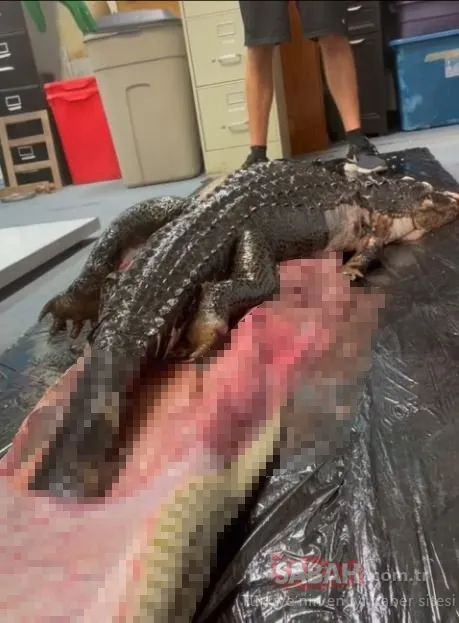 Dünya bu korkunç görüntülerin şokunu yaşıyor! Piton bütün olarak yutmuş…