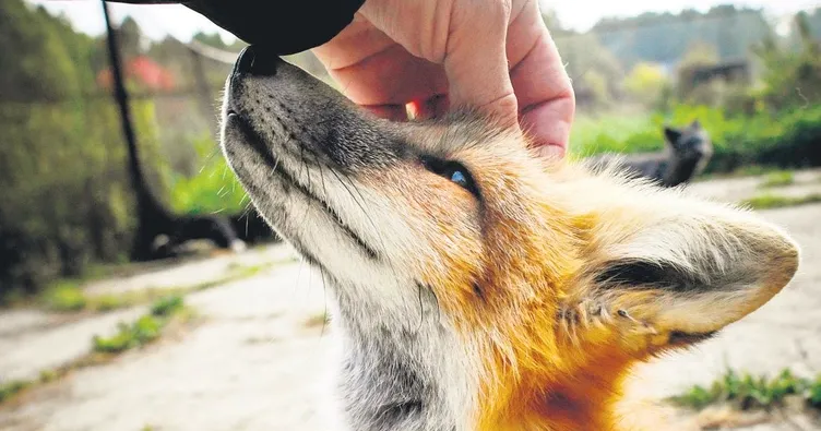 Tilkilerle ilgili şaşırtan gerçek