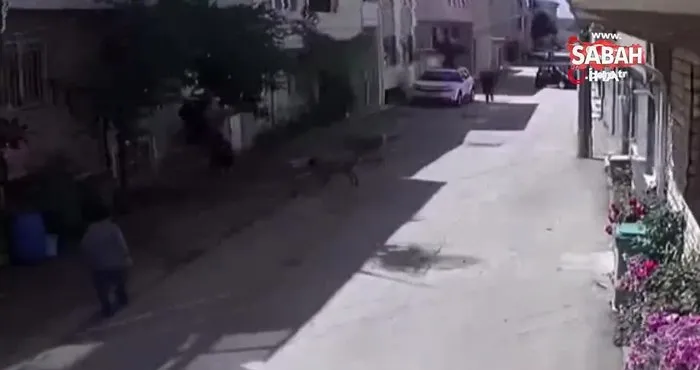 Bursa’da 3 sokak köpeği çocuklara böyle saldırdı | Video