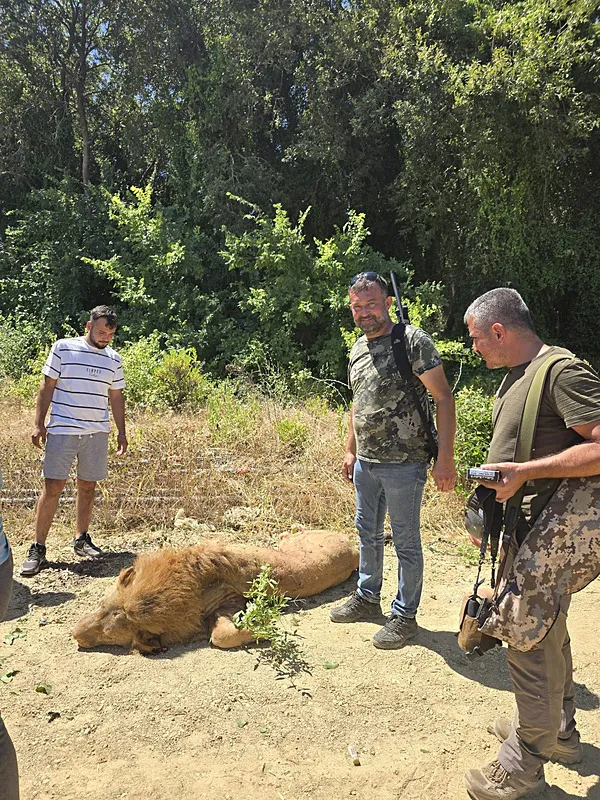 Aslan saldırısına uğrayan adamın sağlık durumu hakkında açıklama! Tam Kara Murat