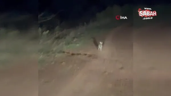 İnatçı tavşan arkasındaki araca dakikalarca yol vermedi | Video