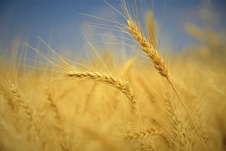 Buğday fiyatları 2023: Başkan Erdoğan son dakika açıkladı! Toprak Mahsülleri Ofisi TMO Buğday alım fiyatları ne kadar, kaç TL oldu?