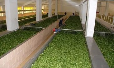 ÇAYKUR mevsimlik işçi alacak