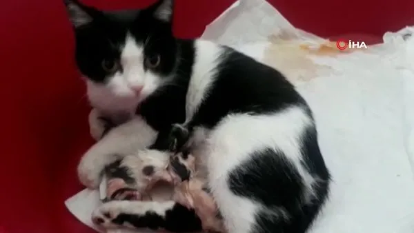 Bolu'da hastanenin kadın doğum bölümüne giren hamile kedinin veterinerlikte 3 yavrusu oldu | Video