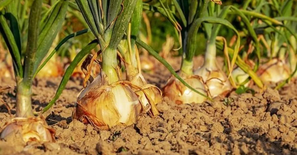 sogan nasil ekilir sogan nasil yetistirilir gerekli malzemeler nelerdir son dakika haberler
