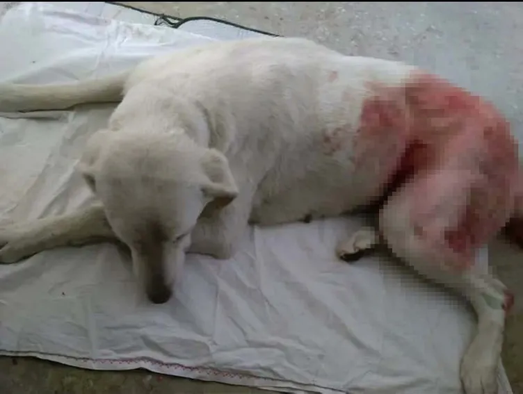 Başından vurularak katledilmişti: Tedavisini üstlendiği köpek mezarından ayrılmıyor!