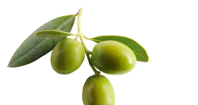 Rüyada yeşil zeytin görmek ne anlama gelir? Rüyada yeşil zeytin yemek