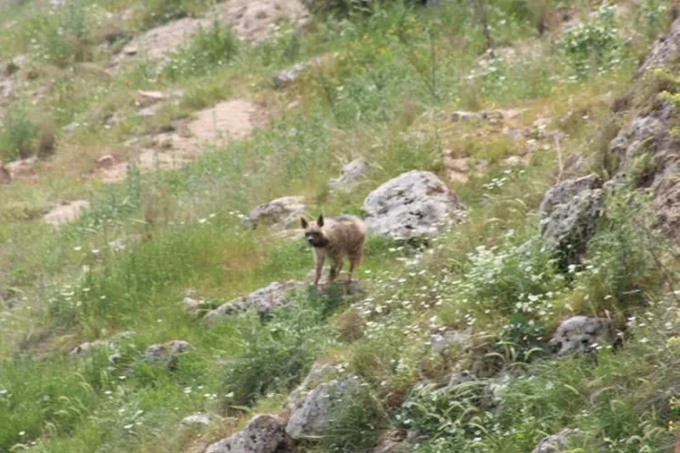 Adıyaman'da çizgili sırtlan görüntülendi