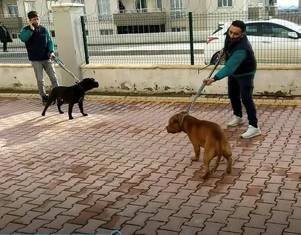 minik-asiyenin-yaralandigi-olayda-yeni-goruntuler-ortaya-cikti-facia-geliyorum-demis-1640495560623.jpg