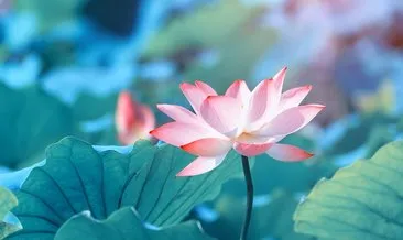 Lotus Çiçeği Anlamı: Lotus Çiçeği Dövmesi Anlamı Nedir, Neyi Simgeler, Ne Demek?