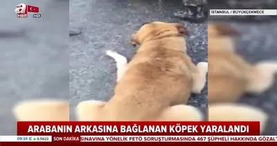 Köpeği aracın arkasına bağladı! İstanbul’da köpeğe şiddet kamerada | Video