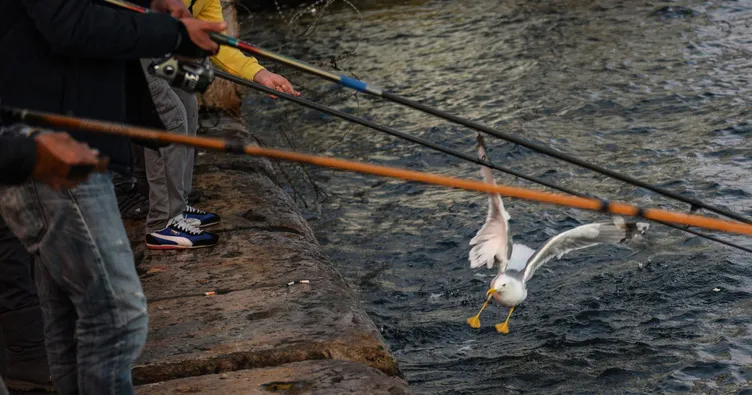 Balık oltasına bu sefer martı takıldı