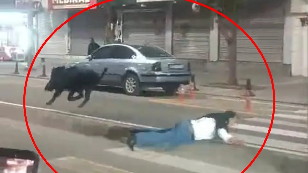 Batman’da yaban domuzu dehşet saçmıştı: 3 kişinin yaralandığı olayın detayları ortaya çıktı! Batman’da yaban domuzu dehşet saçmıştı: 3 kişinin yaralandığı olayın detayları ortaya çıktı!