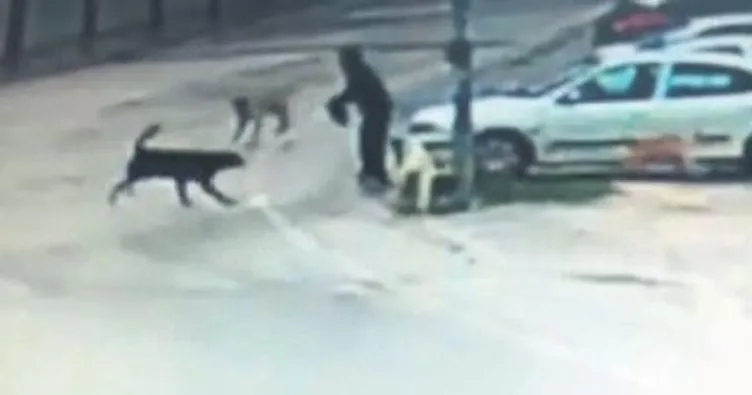 Melih ABİ: Sokak köpekleri saldırıyor insanlar tedirgin oluyor