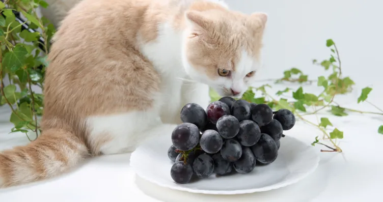 Kediler için ölümcülmüş meğer! Basit bir meyve...