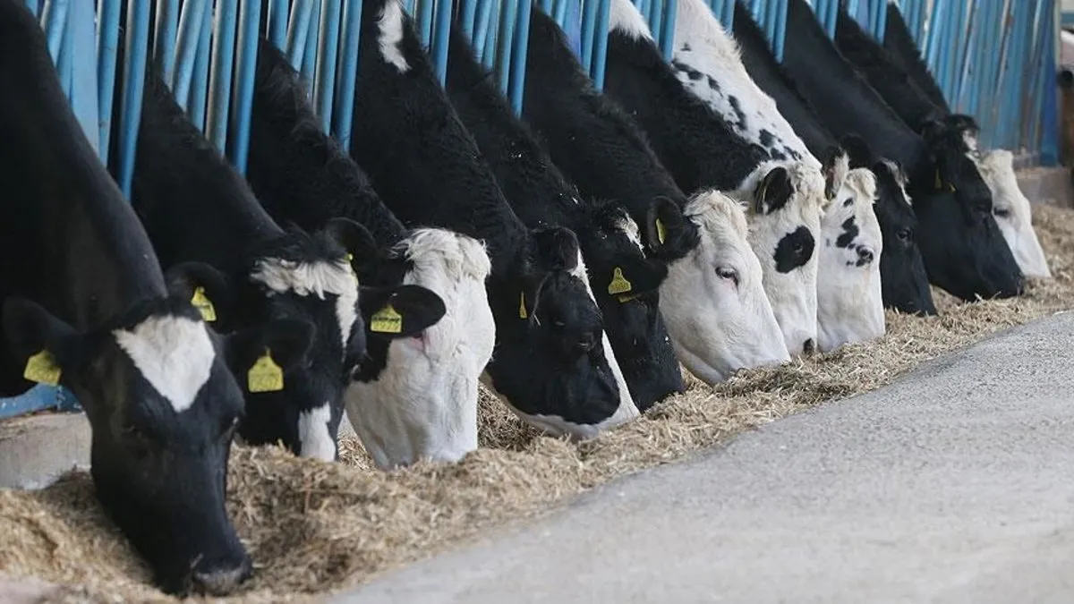 Türkiye'de inek sütü üretimi rekor düzeye ulaştı