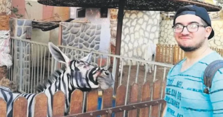 Eşeği zebra gibi boyadılar