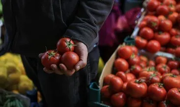 Jeotermal su kaynaklarıyla üretilen domatesin ihracatına başlandı