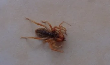 Evde görülen et yiyen örümcek korkuttu
