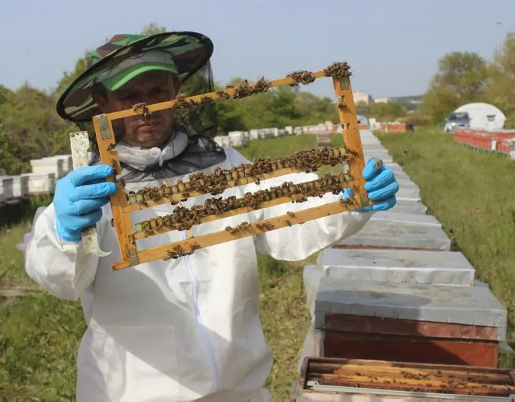 Korona salgısı sonrası arı sütüne talep arttı! Kilosu 16 bin TL