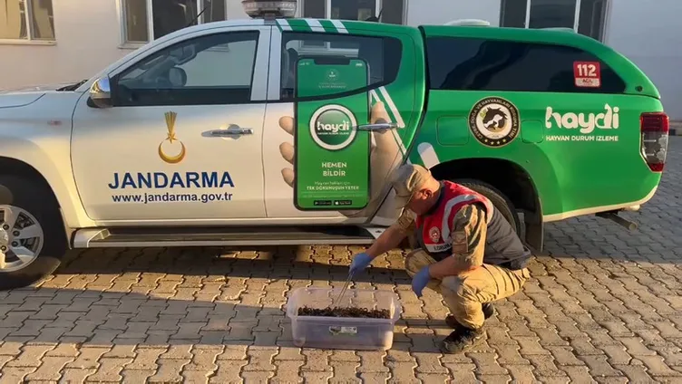 Yer Şanlıurfa! Hepsi otomobilden çıktı: Tam 270 canlı akrep!