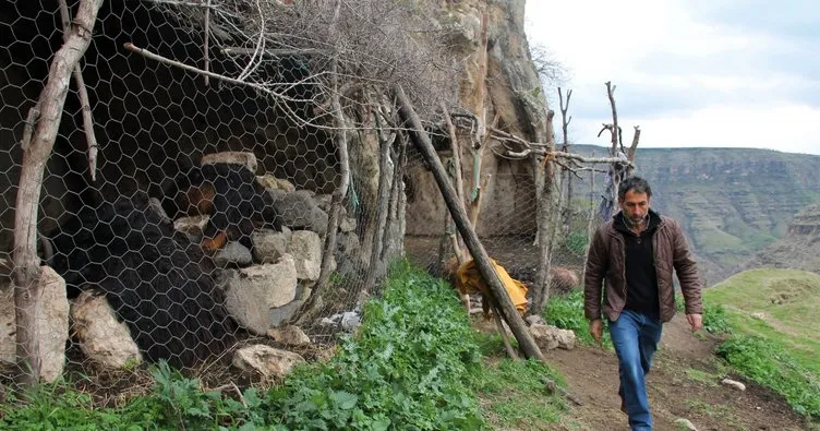 Şırnak’ta hayvan barınağına kurt saldırısı: 25 keçi telef oldu